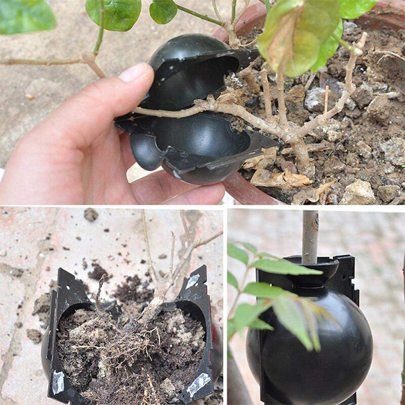 Cuttings Grafting Rooting Propagation Pots